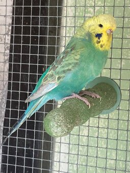 Andulka