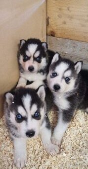 Sibírsky husky ❤️❤️ šteniatka ❤️❤️❤️
