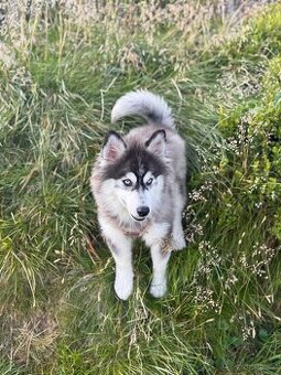 4měsíční štěně pomsky na prodej (mini husky)