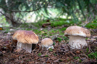 Sušené houby, pravé hřiby