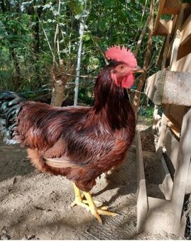 Kohout plemena Rodajlendky