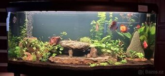 Prodám kompletně vybavené akvárium 450 l