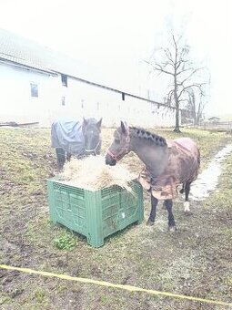 Hledám stajnika - 1