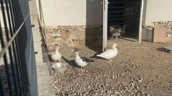 Prodám mladé kachny