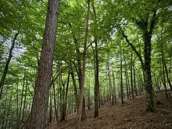 Prodej, pozemek, 2 644 m,  8, Leština, Česko - 1