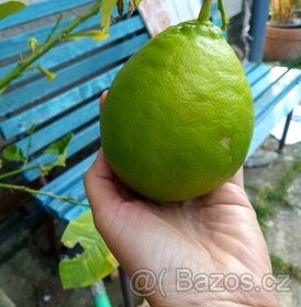 Citroník - CITRUS - citrón - OBŘÍ plody - Bio kvalita