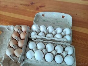 Prodej čerstvých domácích vajíček