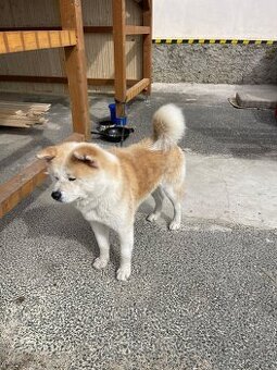 Akita inu štenátka