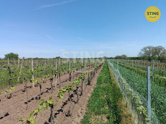 Prodej pozemku - vinice, 1110 m2, Hrušky, 132327 - 1
