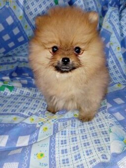 Pomeranian bez PP - štěně fenečka