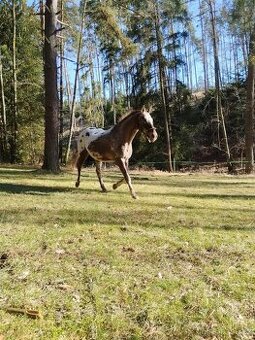 Valach