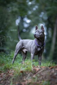 Thajský ridgeback s PP