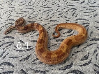 Boa Constrictor - Hroznýš královský