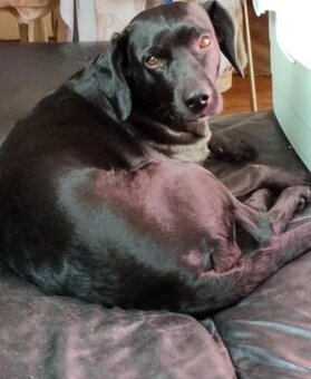 Labrador x Barvař