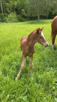 Hřebeček pony B