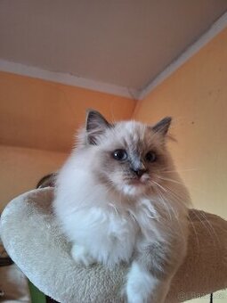 Nádherná Ragdoll koťátka s PP