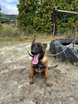 Malinois