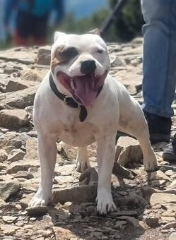 Krycí pes Stafordšírský bulteriér s PP .