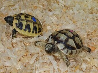 prodám mláďata želva zelenavá a vroubená