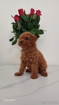 Štěňata červenohnědého toy pudla