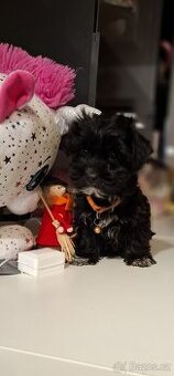 Jorkšírský teriér biewer bez pp