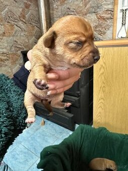 Pražský krysařík