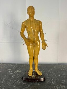 Akupunkturní model (520006)