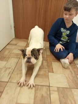 francouzský buldoček