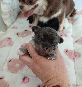 Čivava s PP - modrý dlouhosrstý pejsek