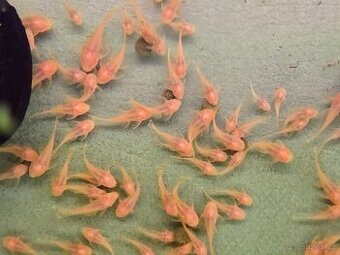 Ancistrus Krunýřovec Brno/ Pohořelice