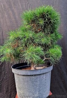Pre Bonsaj - Pinus sylvestris 10