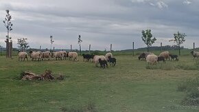 Ovce Vřesová