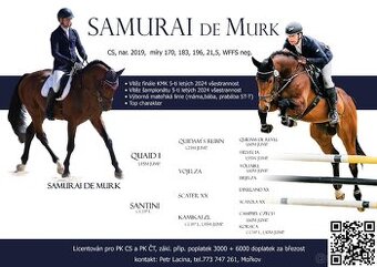 Připouštění plemenným hřebcem Samurai de Murk