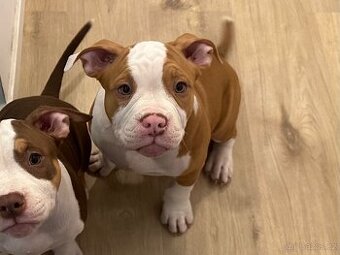 Psík American Bully s pp (ABKC)