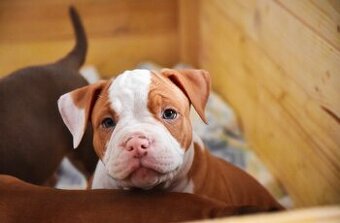 Psík American Bully s pp (ABKC)