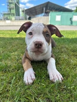 Psík a fenka American Bully s pp (ABKC)