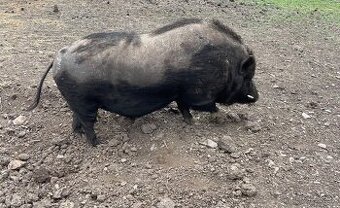 Götingenský kanec