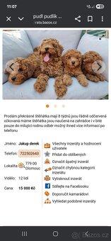 Pudl podvodníci ‼️‼️‼️