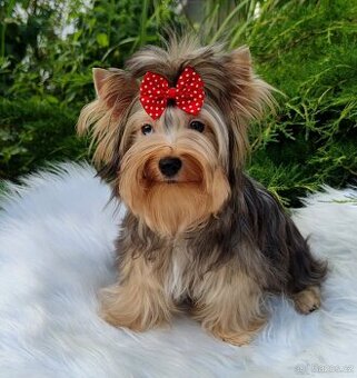 Jork, york merle yorkshire, ,biewer terriér s PP