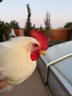 Kohouti leghorn - 1