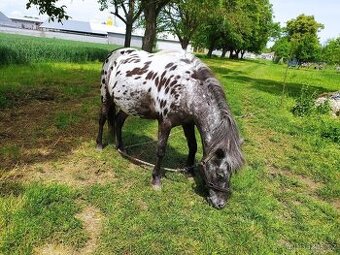 Poník hodná povaha ideální pro dět