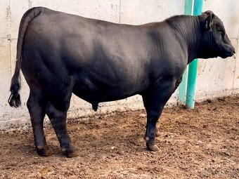Plemenní býci Aberdeen Angus