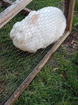 Novozélandský bílý