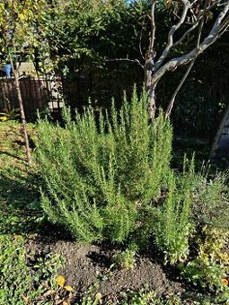 Rozmarýn - velký keř