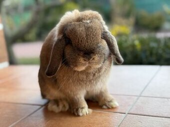 Minilop - zakrslý beránek