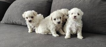 Bison štěňata s pp