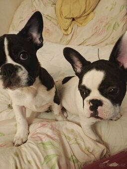 francouzky buldocek stenata