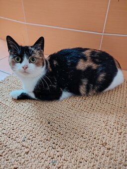 Darujeme krásnou roční tříbarevnou kočičku Leonku