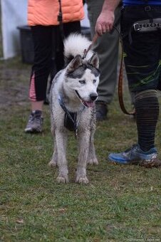 Daruji fenku sibiřský husky
