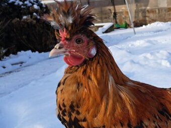 Kohout Pavlovky, Pavlovská slepice - 1